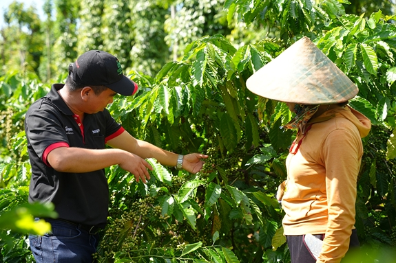 Bản tin nông sản hôm nay (9-10): Giá cà phê và hồ tiêu đều giảm 